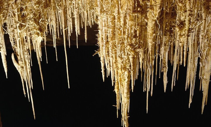 Image 12: Excursión a las Cuevas del Drach y traslado de regreso desde Cala D...