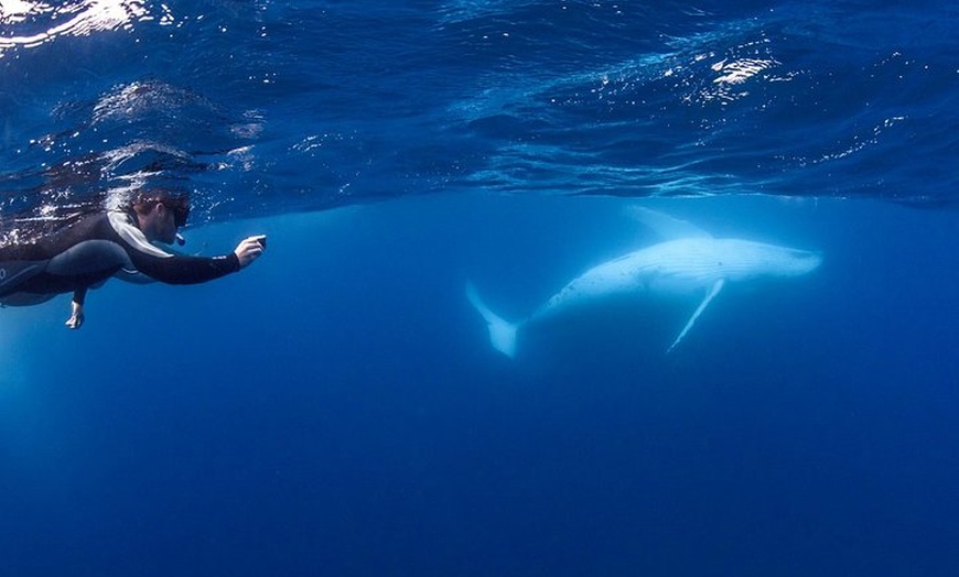 Image 1: Whale Watching and Swim with Whales Cruise from Mooloolaba