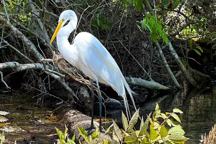 Silver Springs Manatee & Monkeys Paddle Board Tour