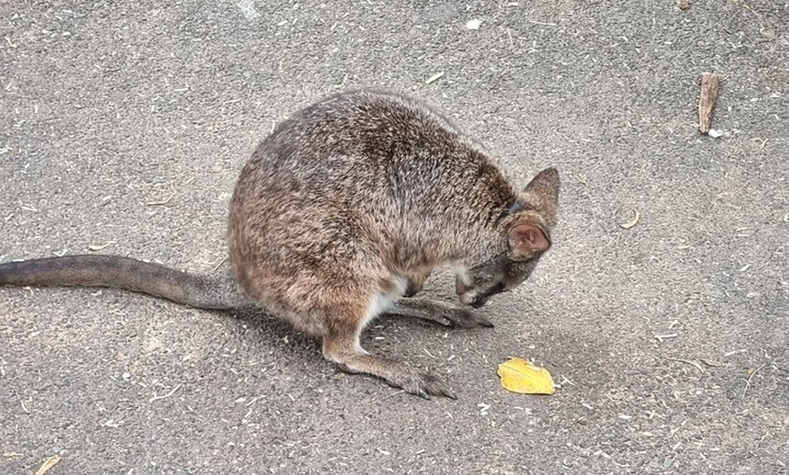 Image 19: PVT Guided Tour: Sydney Opera House and Featherdale Wildlife Park