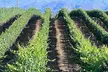 Private Temecula Wine Tour from Oceanside - Second Medium