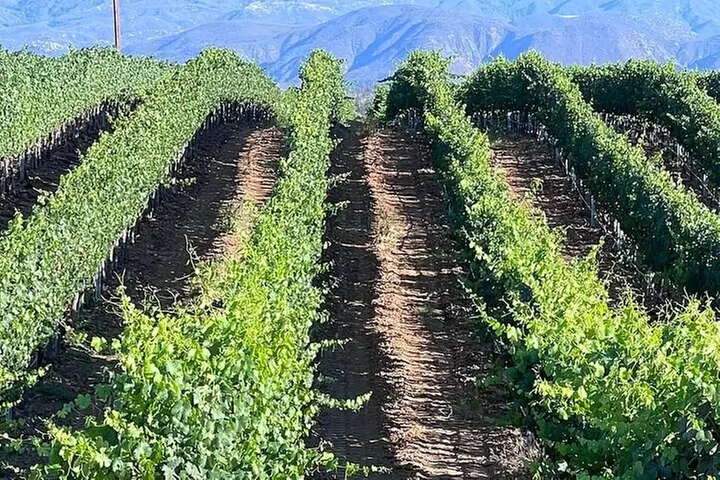 Private Temecula Wine Tour from Oceanside