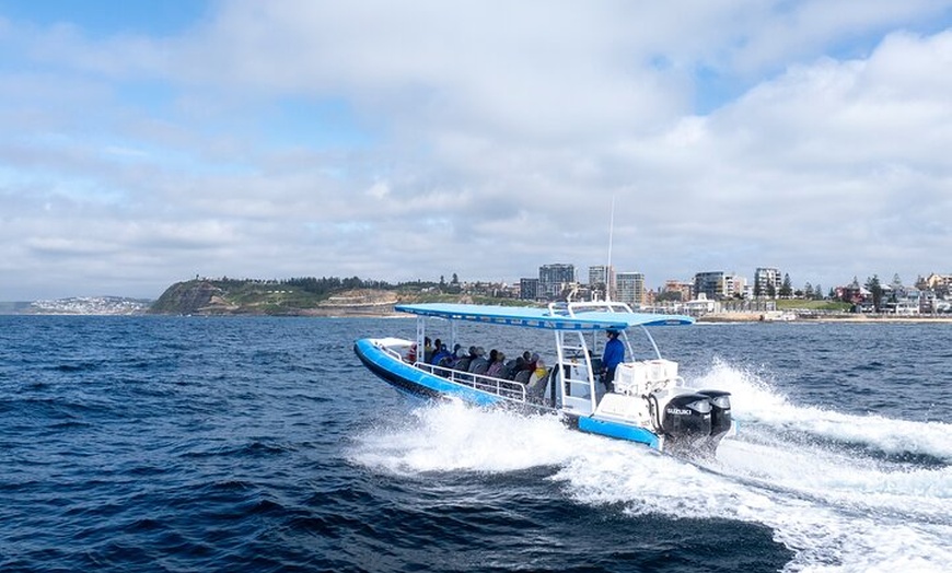 Image 2: Humpback Whale Encounter Tour from Newcastle