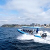Image 2: Humpback Whale Encounter Tour from Newcastle