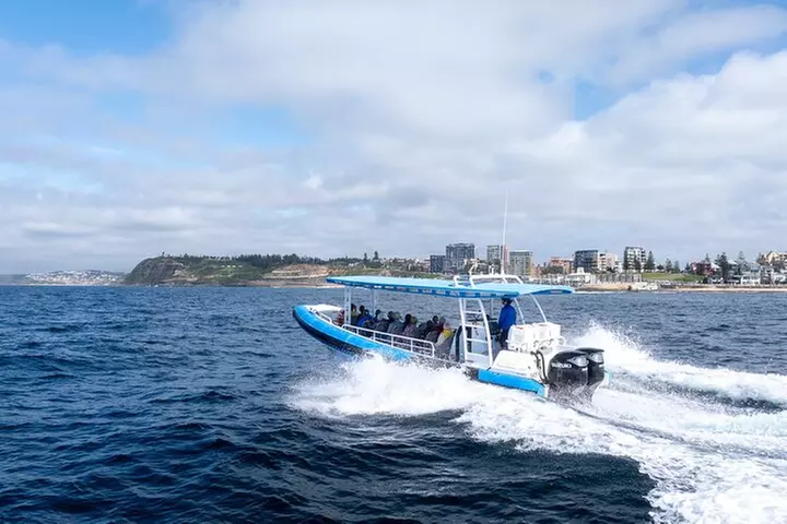 Humpback Whale Encounter Tour from Newcastle