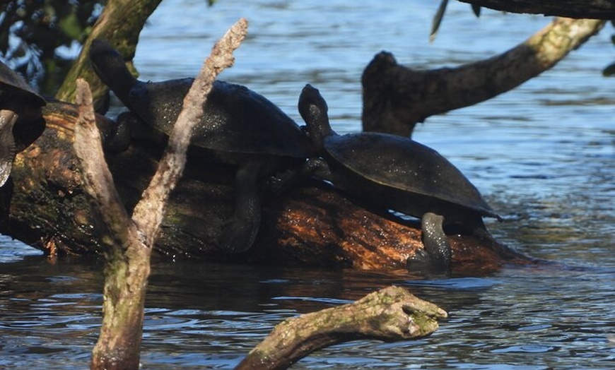 Image 12: Sydney Guided Wildlife Walk Explore Birds and Nature