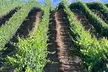 Private Temecula Wine Tour from Murrieta - Second Medium