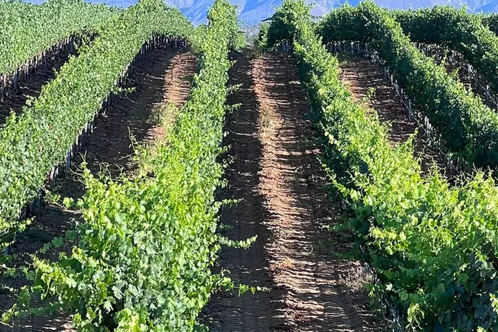 Private Temecula Wine Tour from Murrieta