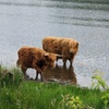 Image 14: 2 Day Private Tour of Mull, Iona and the Scottish Highlands