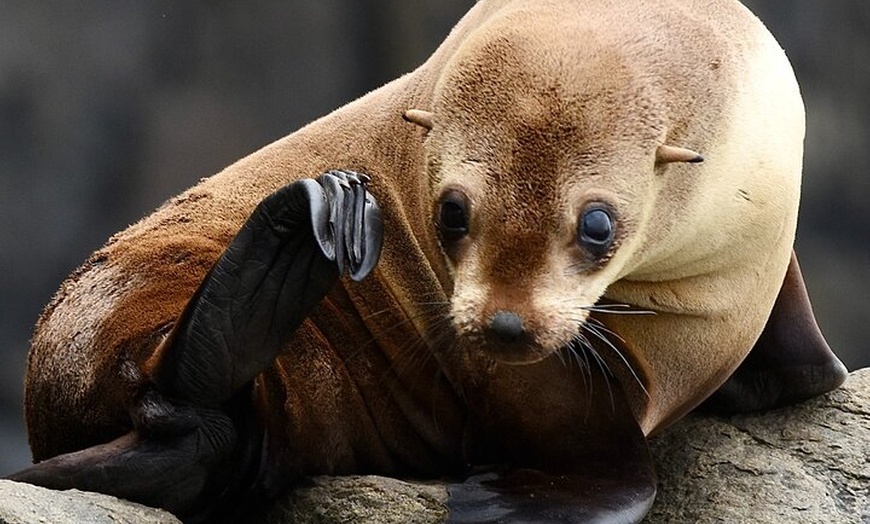 Image 2: Maria Island 3 hours and 30 mins Scenic Cruise