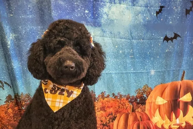 $27.50 For $55 Worth Of Spa Bath For Dog Under 40lbs