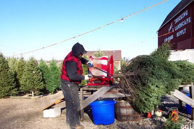 $20 For A Christmas Tree (Reg. $40)