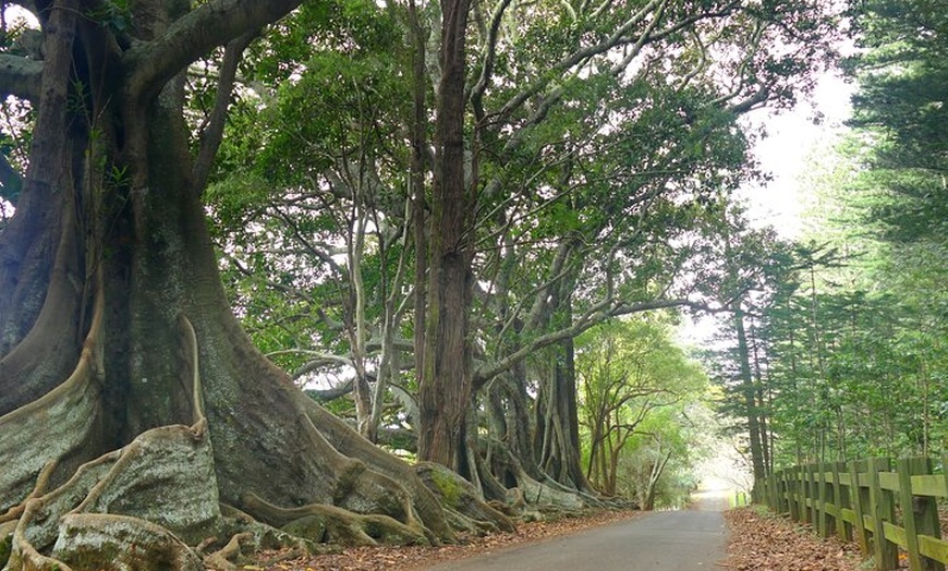 Image 6: Island Orientation Package incl. Return Airport Transfers & Tour