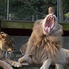 Image 3: $20 For A Zoo Admission, Wild Adventure Mini-Golf & Parakeet Jungle...