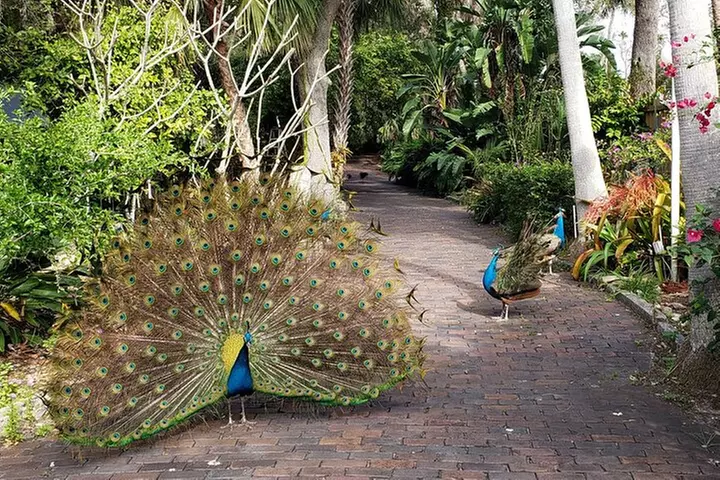 St. Petersburg Jungle Prada Site History Tour