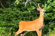 Acadia National Park Private Driving Tour - Second Medium