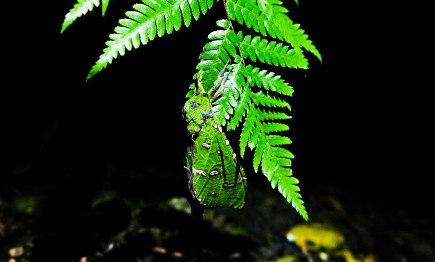 Image 8: Glow Worms - Nocturnal Rainforest/Waterfall Adventure