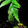 Image 8: Glow Worms - Nocturnal Rainforest/Waterfall Adventure