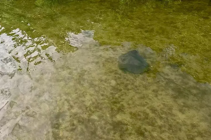 Fort Lauderdale: Kayak/SUP on Mangroves w/ Snacks & Drinks