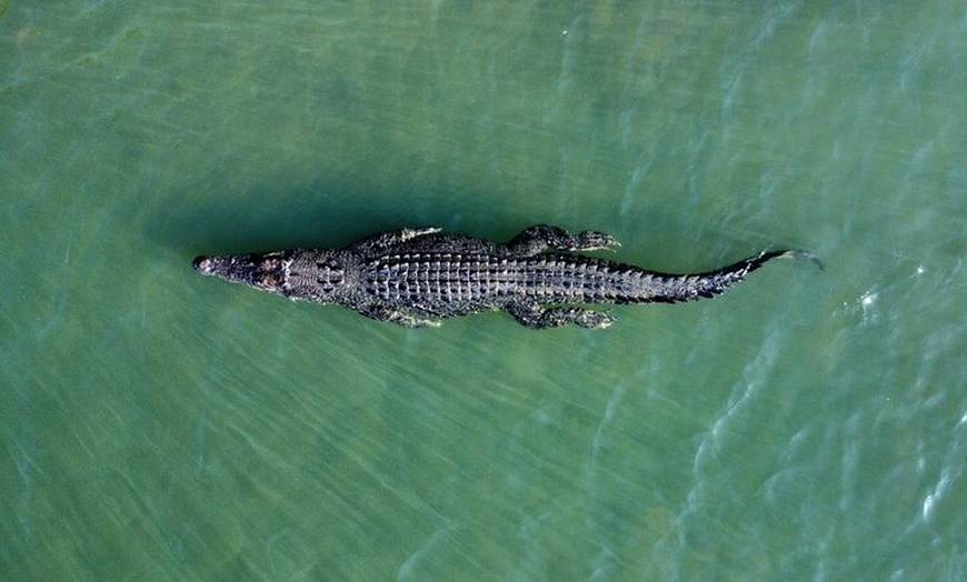 Image 3: Private Luxury Cape Tribulation Adventure and Crocodile Cruise