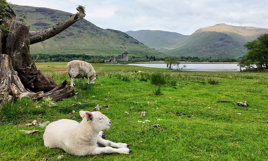 Image 14: Luxury Private Tour of The Highlands & Loch Ness from Edinburgh