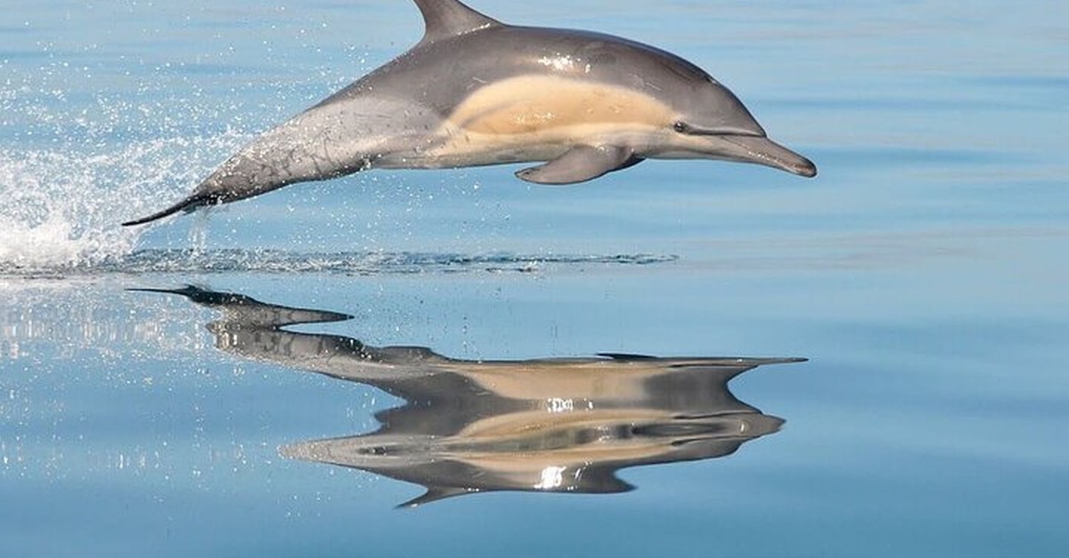 Paseo en barco con avistamiento de delfines en Palma de Mallorca
