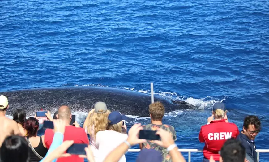 Image 6: Whale Watching Tour & Fitzroy Island From Cairns