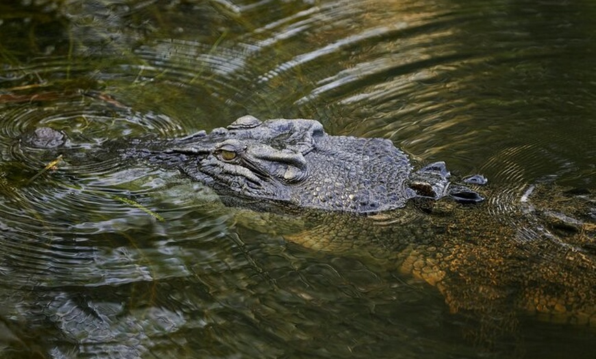 Image 11: Kakadu Wilderness Escape Fogg Dam or Crocodile Cruise - Day Trip fr...