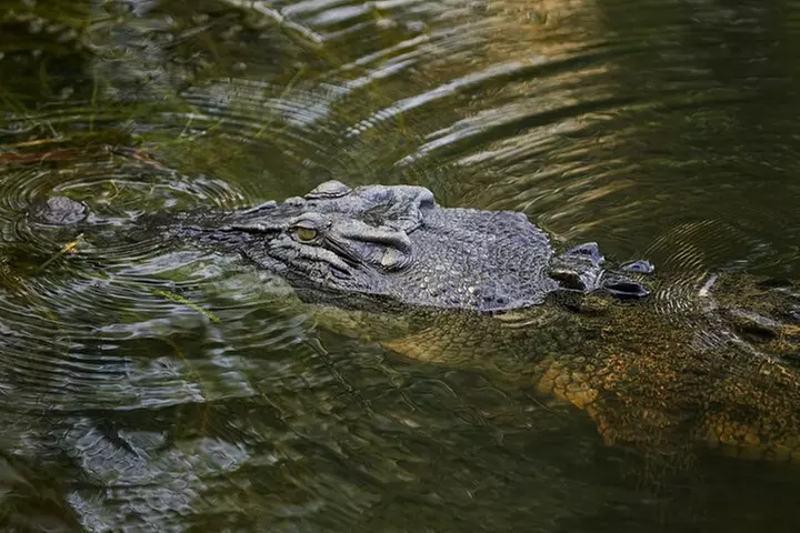Kakadu Wildlife Escape Fogg Dam or Crocodile Cruise from Darwin