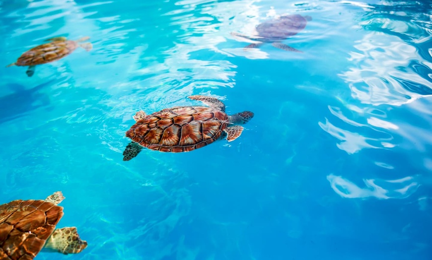 Image 20: ✈ CUBA | Varadero - Iberostar Origin Bella Vista & Escursione di un...