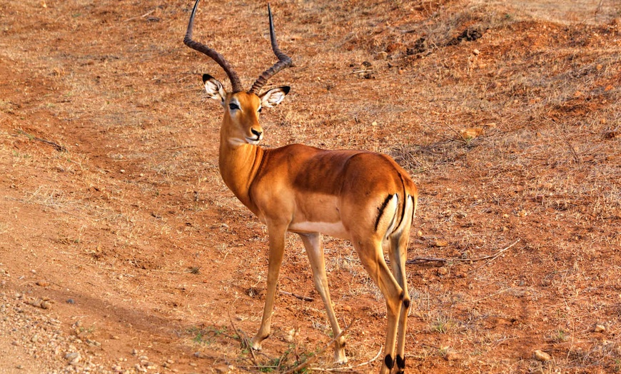 Image 8: ✈ KENYA | Mombasa - Entre safari et détente balnéaire au Kenya 4* -...