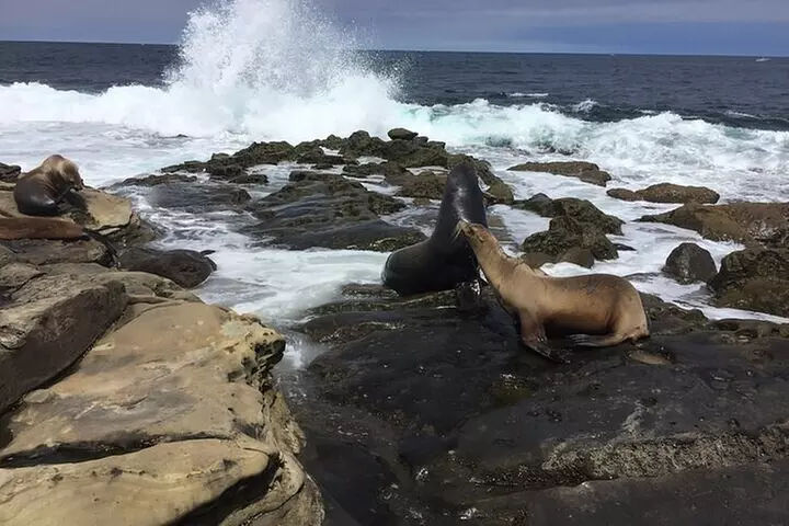 Full Day Private SD Tour from Downtown San Diego