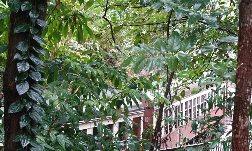Image 14: Private Luxury Tour Above the Canopy Kuranda Experience