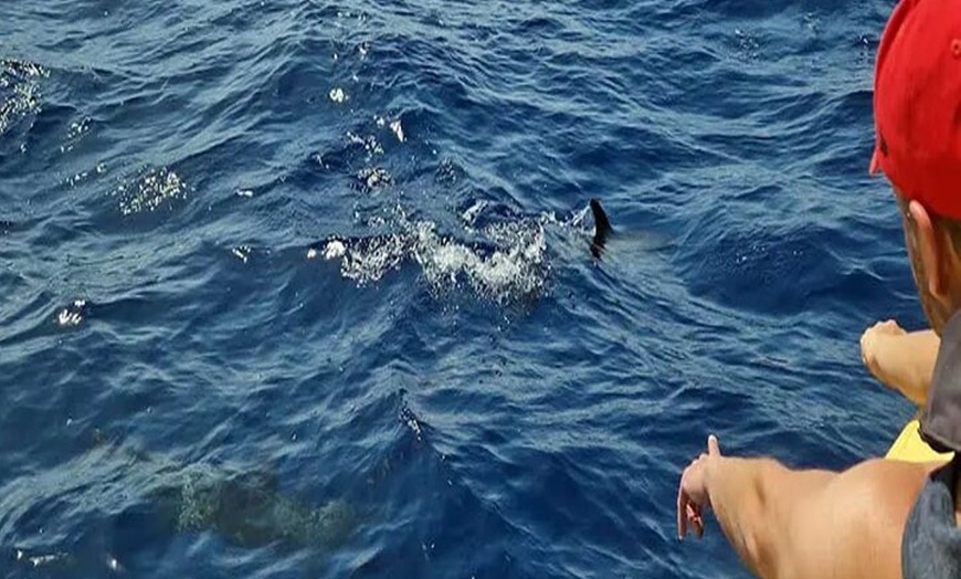 Image 17: Avistamiento de Delfines y Baño en Playa de Papagayo Lanzarote