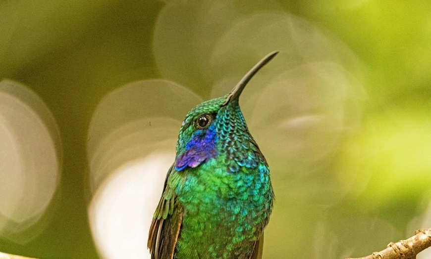 Image 12: ✈ COSTA RICA | San José - Il Costa Rica a basso costo 3*, 12 notti ...