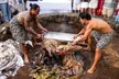 Admission to Voyagers of the Pacific Luau - Second Medium