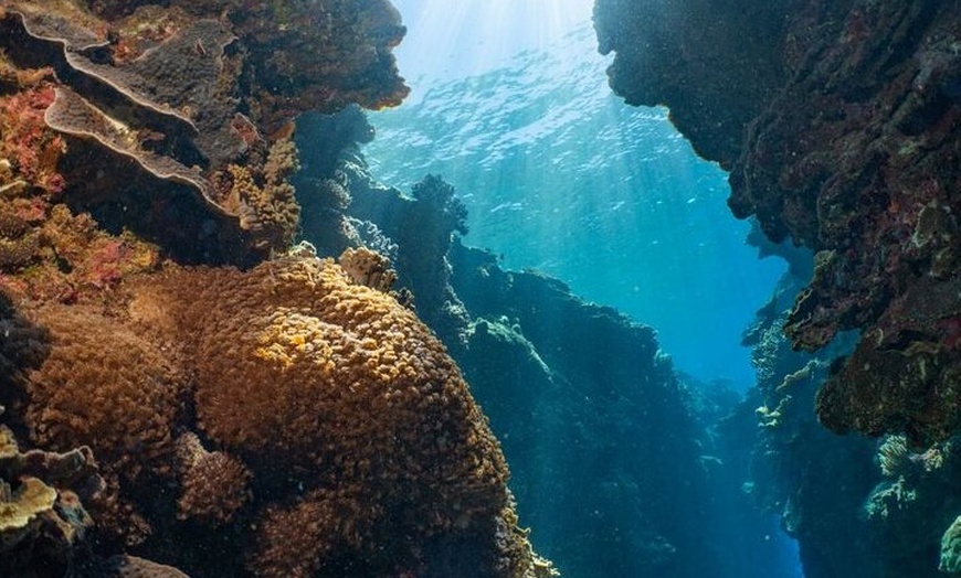 Image 3: Moore Reef Day Tour with Dive from Cairns