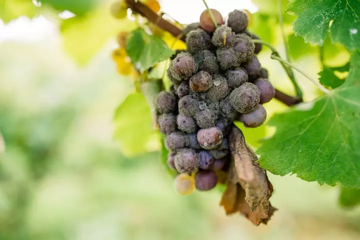 Visite privée des vignobles de Sauternes : L'or liquide de Bordeaux - Image 5