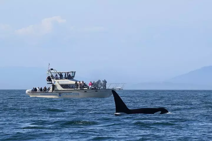 Victoria Whale Watch Tour - Primary Image