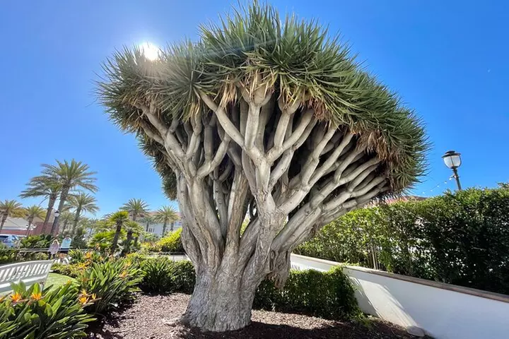 Beach and Shopping Tour in San Diego