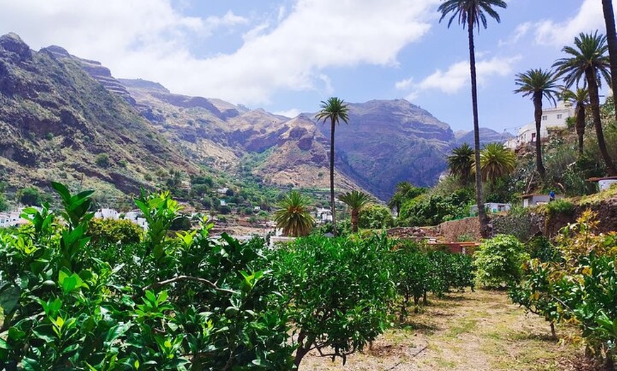 Image 17: Explora el Café de Gran Canaria en Finca Los Castaños