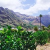 Image 17: Explora el Café de Gran Canaria en Finca Los Castaños