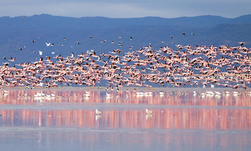 Image 5: ✈ TANZANIE | Du Kilimanjaro à Nairobi - Des hauteurs du Kilimandjar...