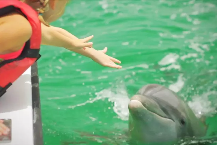 Sunset Dolphin Cruise in Panama City Beach