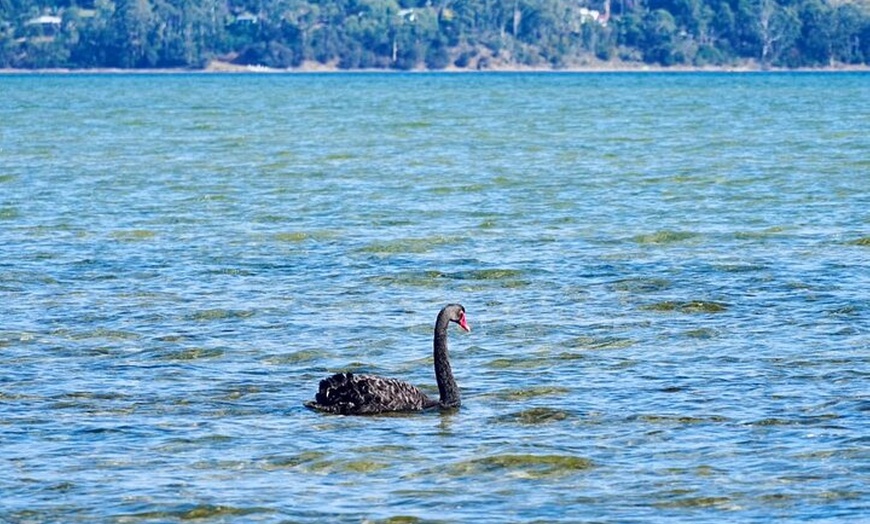 Image 12: Bruny Island Food & Wildlife Guided Tour with Coastal Views