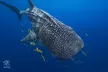 Snorkel with Giants at Ningaloo Reef - Image 2