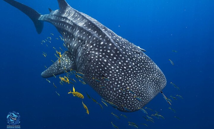 Image 2: Snorkel with Giants at Ningaloo Reef