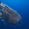 Image 2: Snorkel with Giants at Ningaloo Reef