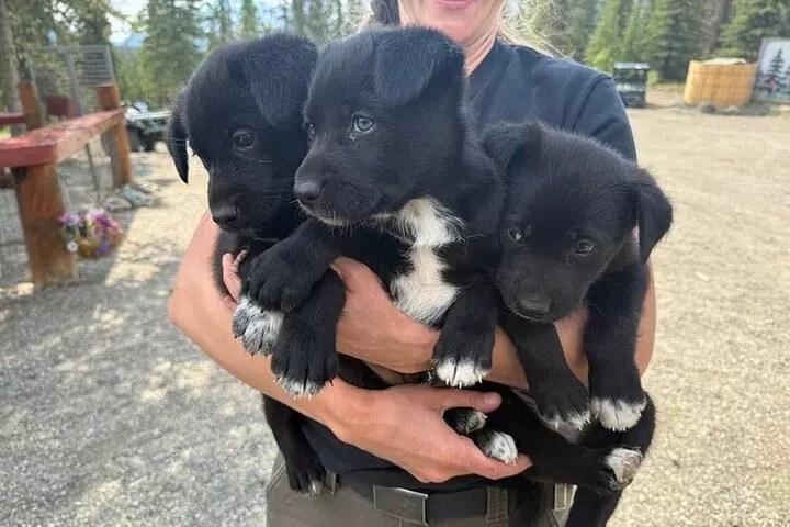 Husky Homestead Tour