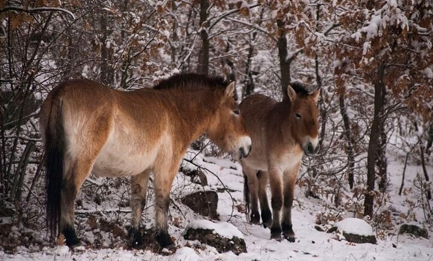 Image 4: Visita Paleolítico Vivo 4x4